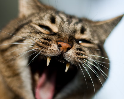 Alles für d`Chatz ?